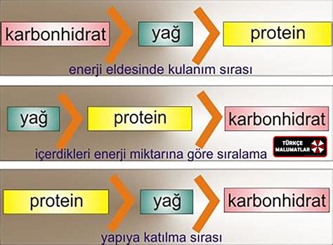 karbonhidrat yağ ve proteinin yapıya katılma oranları